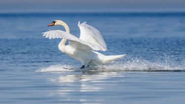Los cisnes se volvieron adictos a una planta y causaron problemas en Eslovaquia.