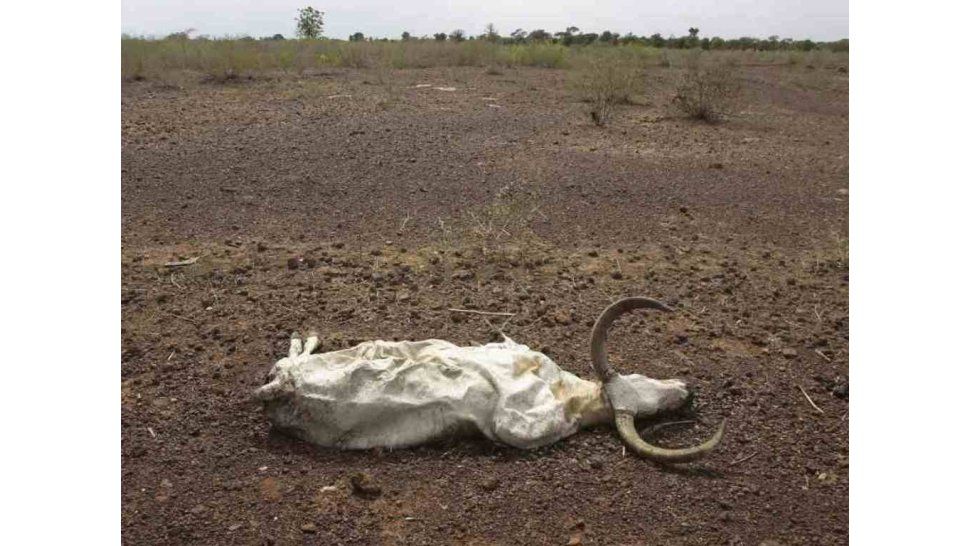 Muerte de animales