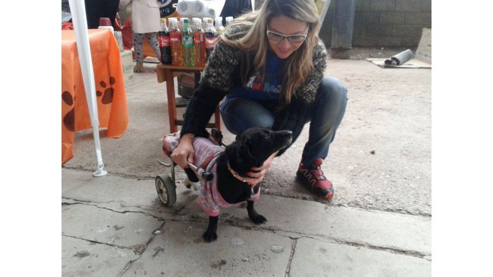 Mascotas en la Estación