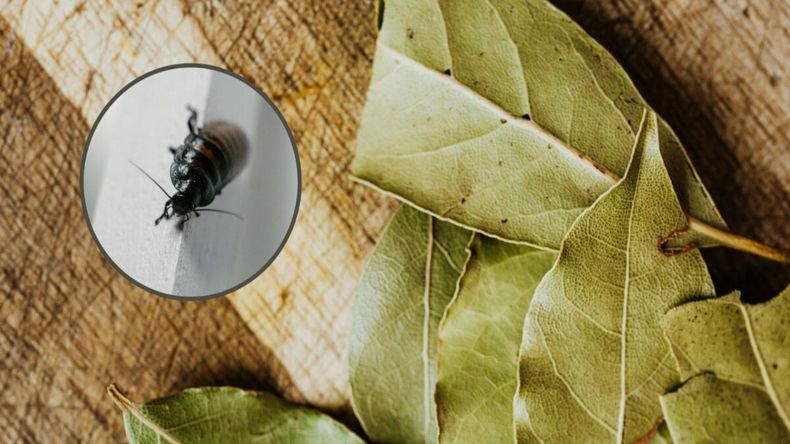 Los insectos en el hogar suelen ser un gran dolor de cabeza, sobre todo las cucarachas.