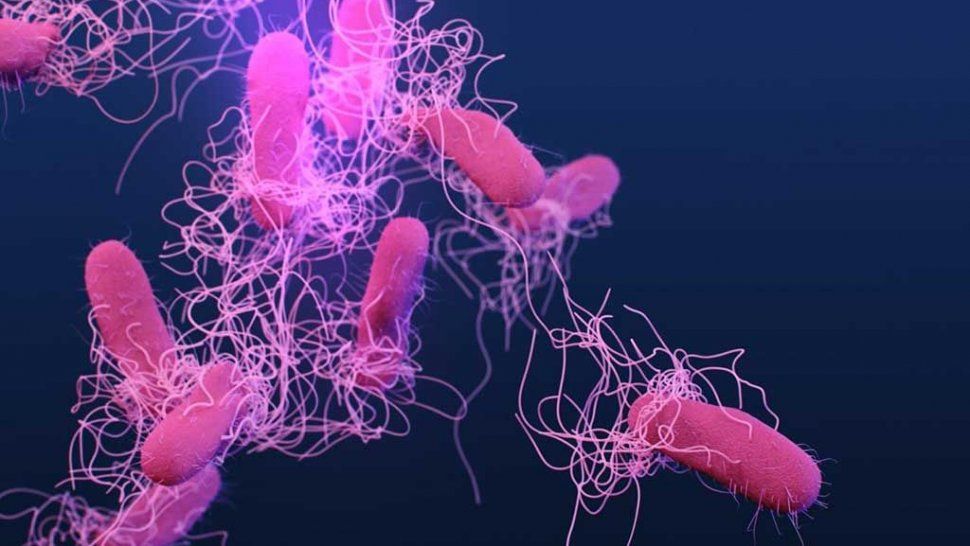 Alerta en Salta por Salmonella donde ya detectaron más de 75 casos