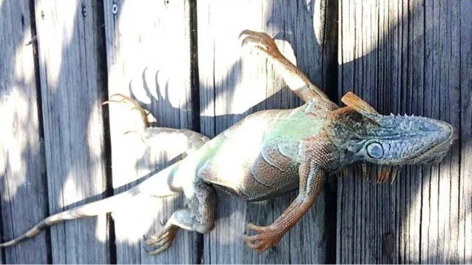 Lluvia de iguanas en Florida por las bajas temperaturas, piden no acogerlas en casas