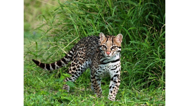 ocelote
