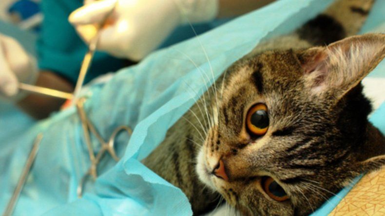 Hoy sigue la campaña de castración para perros y gatos en Palpalá