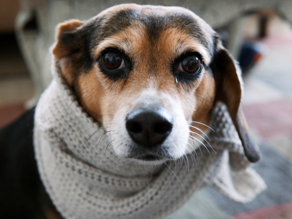Mascota