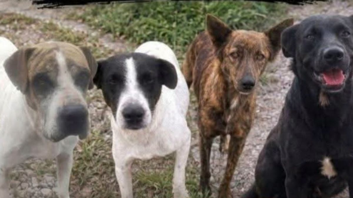 Maltrato animal: marcharán para pedir justicia por perros que habrían sido envenenados
