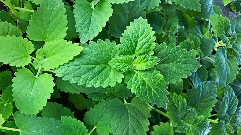 La hierba gatera atrae a los gatos. Su nombre científico es Nepeta cataria. Es de la familia de la menta (Getty Images)