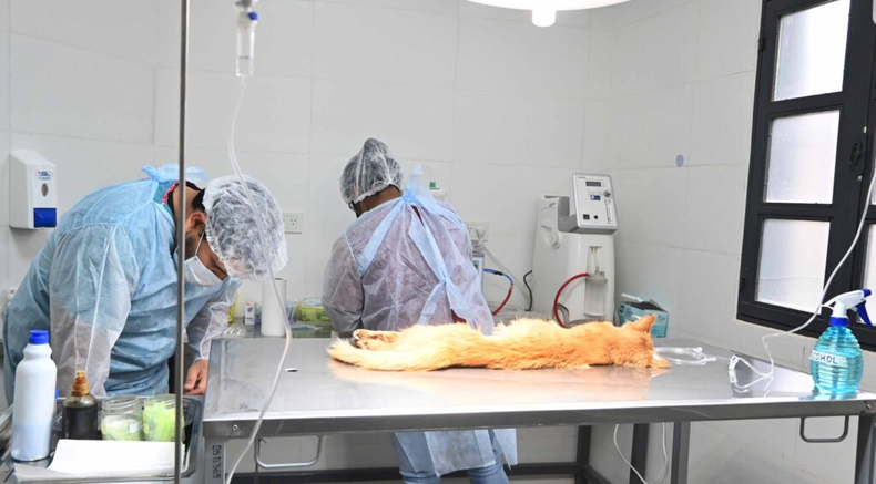 Operativo de castración y vacunación de mascotas