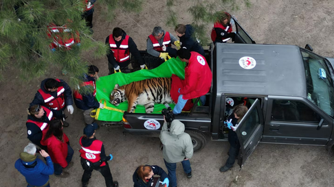 Todo Jujuy | Traslado de tigres y leones
