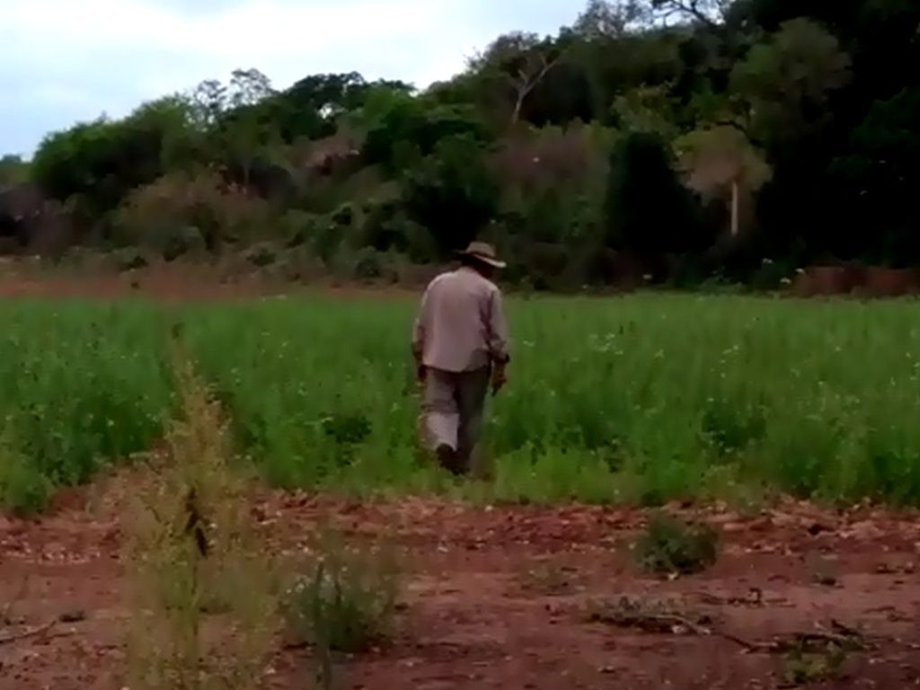 Manga de langostas