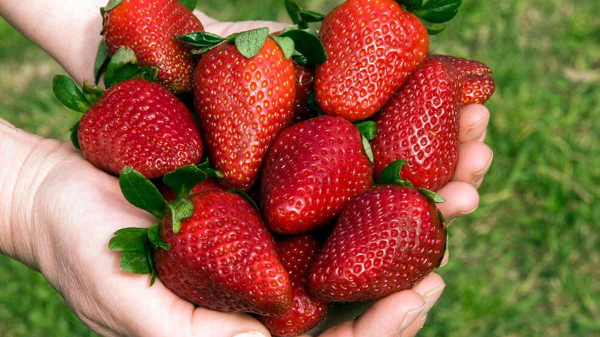 ¿por que tucuman influye en el precio de la frutilla en jujuy?