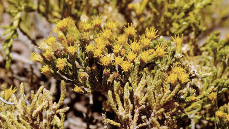 Plantas medicinales JUJUY