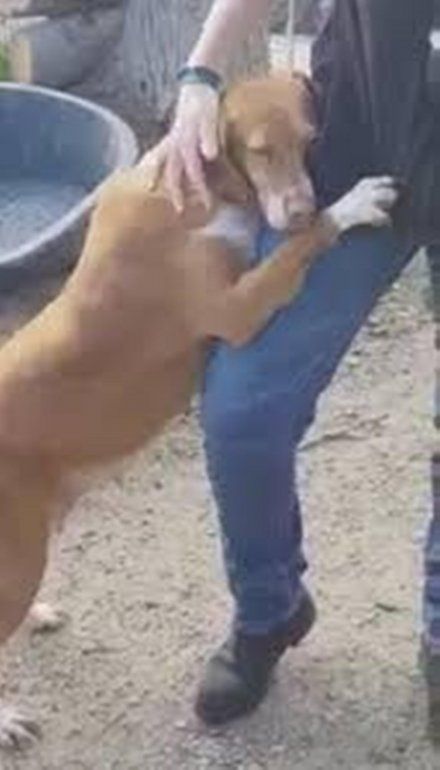 PERRITO.jpg