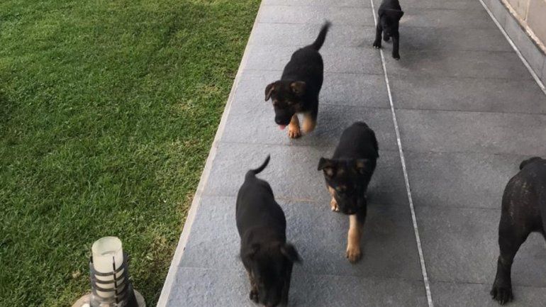 Falta de tenencia responsable de mascotas 