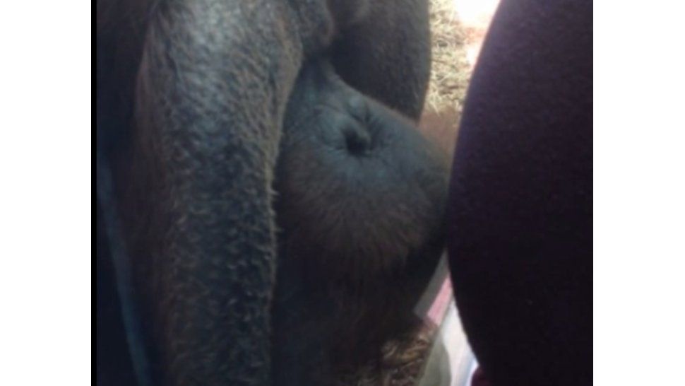 Orangután