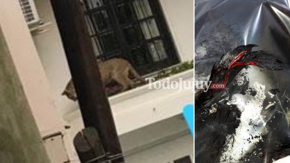 se recupera el perro atacado por el puma: le partio la oreja  y le clavo las garras en el lomo