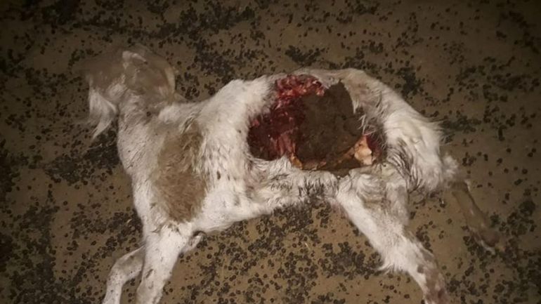 Humahuaca: perros atacaron y mataron a 4 cabras