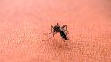 Dengue en Jujuy y el país Dengue en Jujuy y el país