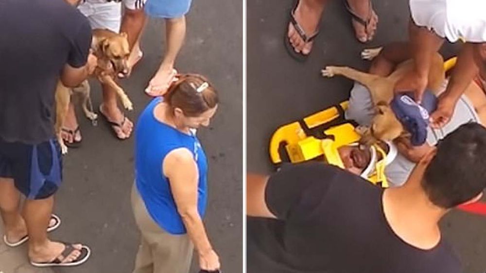 Amigo fiel: un hombre estaba siendo asistido por emergencias y su perro quería estar con él