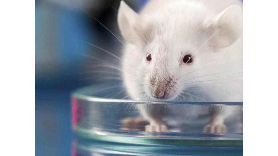 La investigación fue desarrollada en rat