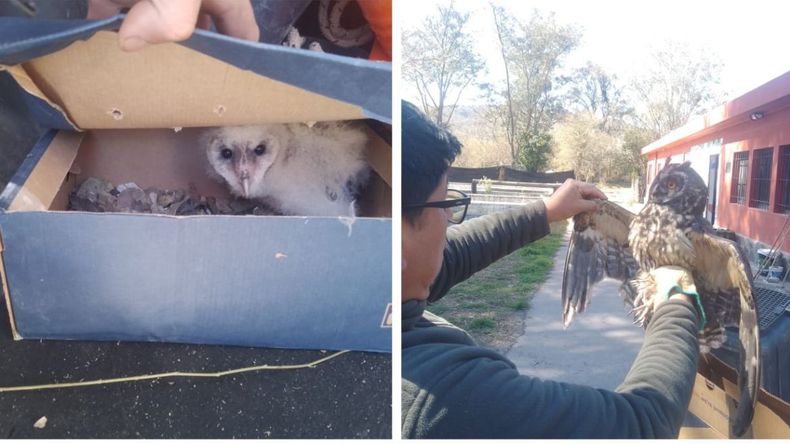 Rescataron especies silvestres en San Pedro y El Piquete