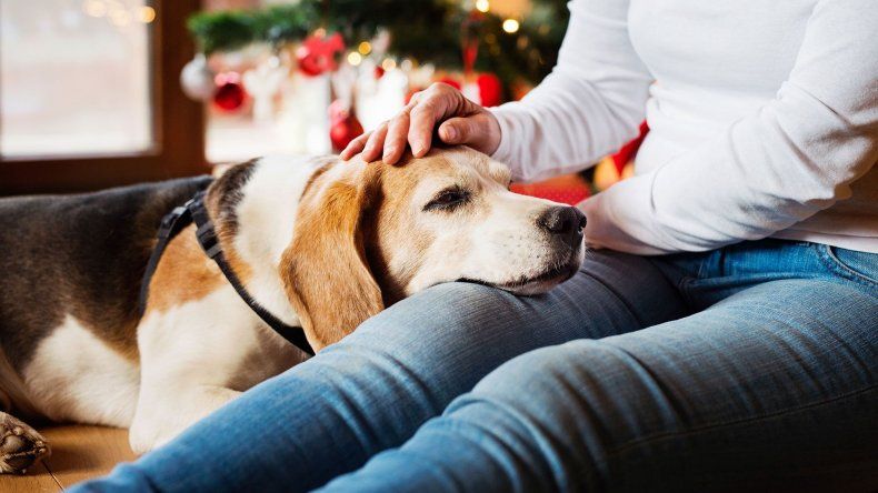 8 consejos para cuidar a los animalitos de la casa durante las fiestas de fin de año