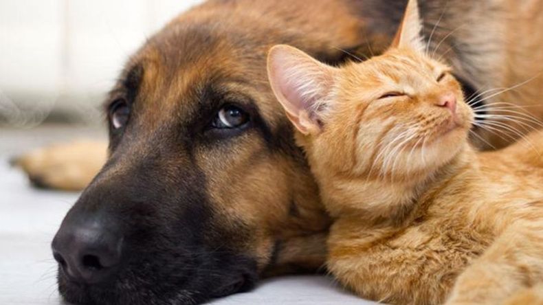 Ni jaulas ni cadenas: el auge de la tenencia responsable de mascotas
