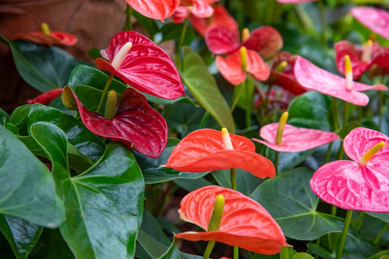 Son una familia de plantas que incluyen a las calas, los potus, las monsteras y a otras especies que se utilizan como plantas ornamentales.