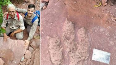 Descubren más de 500 huellas de dinosaurios de 70 millones de años en El Sauzal