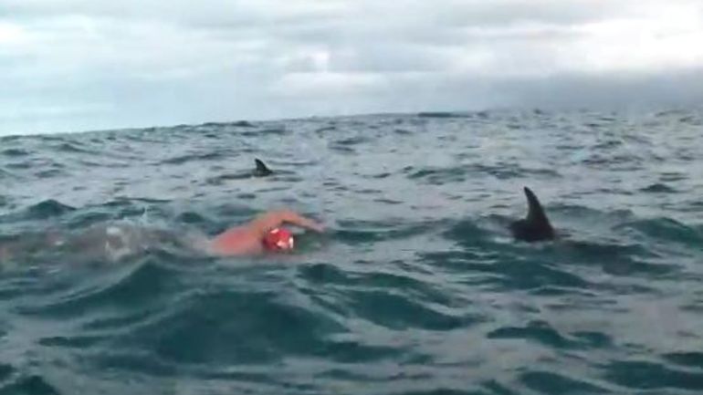 Adam Walker estaba nadando en las costas de Nueva Zelanda cuando un tiburón apareció a poca distancia en donde los delfines le salvaron la vida. 