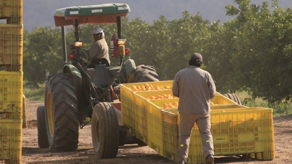 Ledesma inaugura una nueva nave de extracción de aceites esenciales