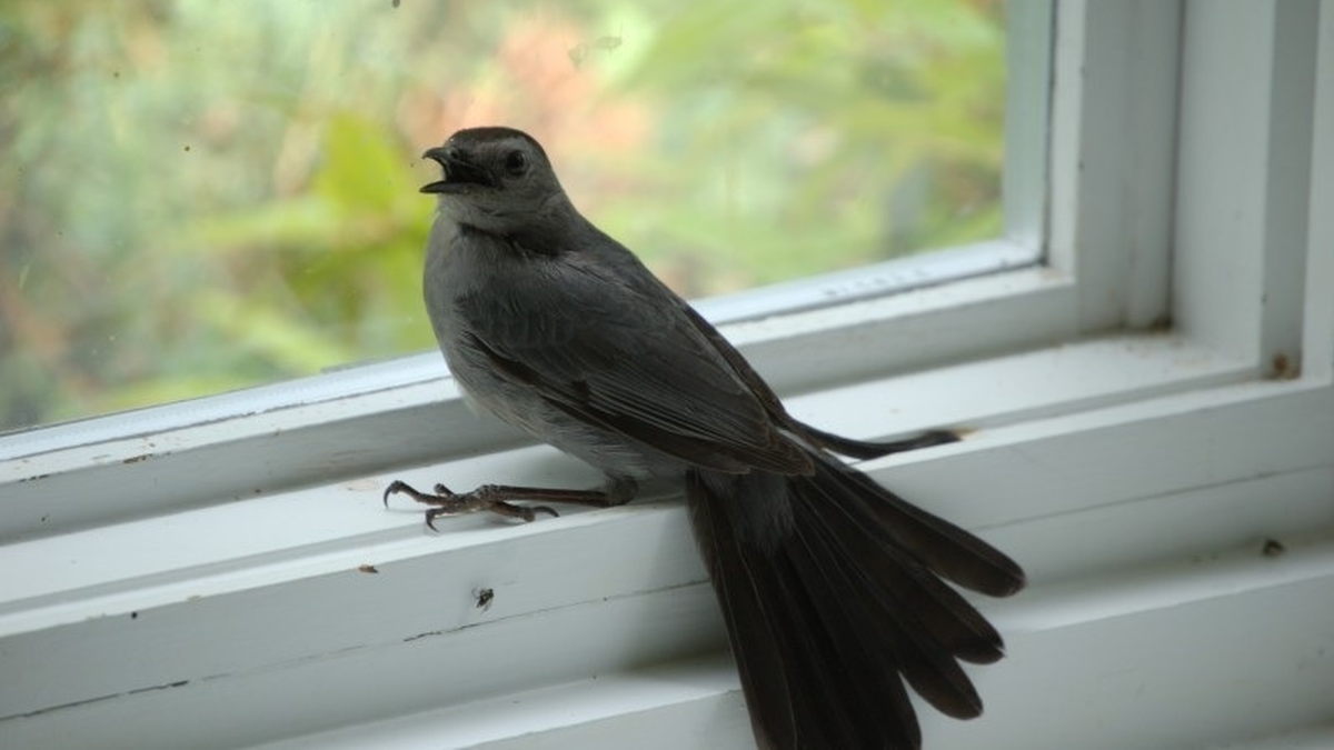 Qué significado espiritual tiene si un pájaro entra al hogar