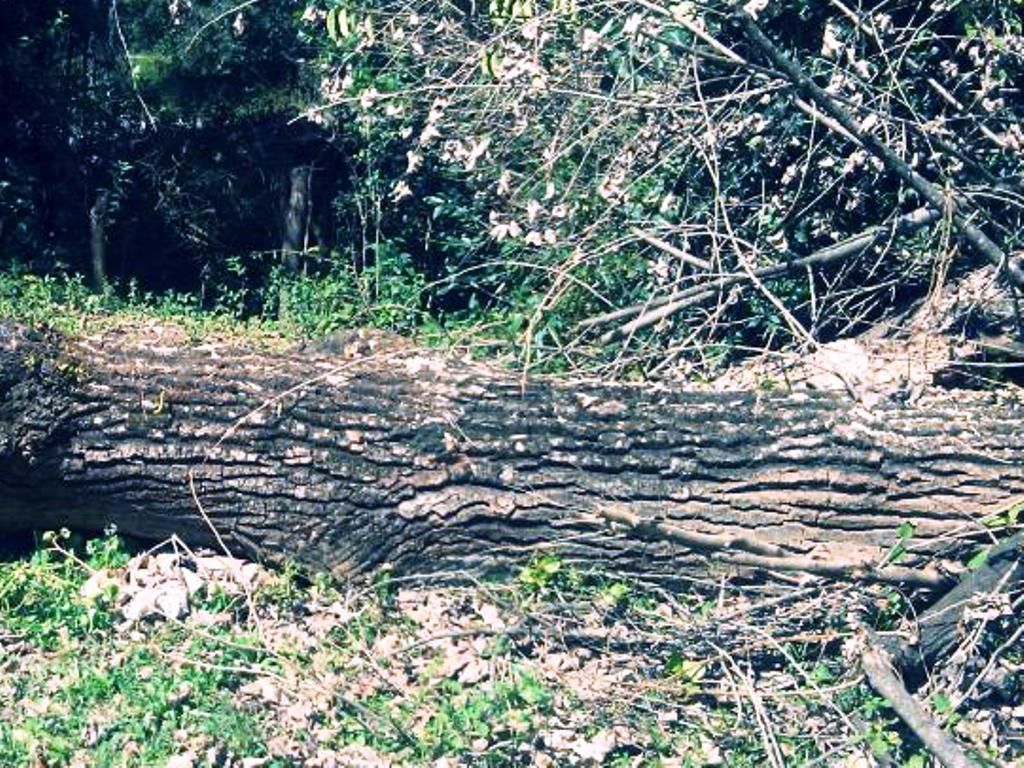 caída de árbol