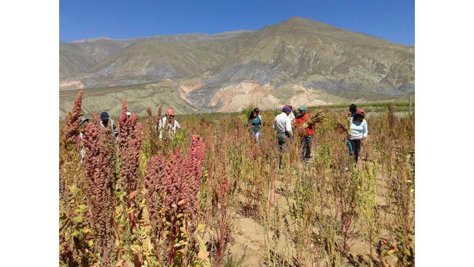 Producción de Quinua en Jujuy