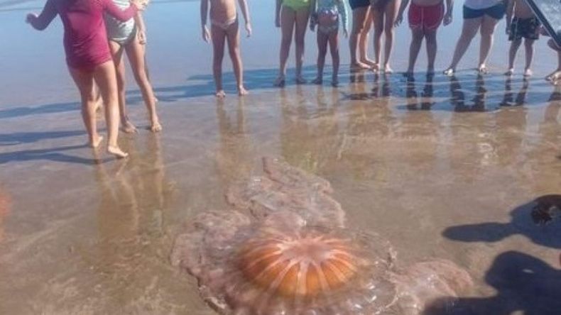 Las personas que estaban veraneando en Mar del Plata se llevaron una sorpresa gigante tras la aparición de una medusa.&nbsp;