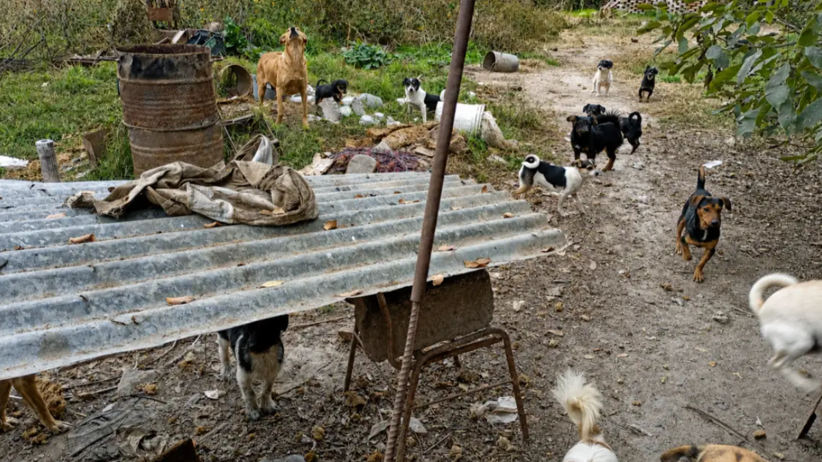 Salta: encontraron 5 cachorros sin vida en una bolsa de basura
