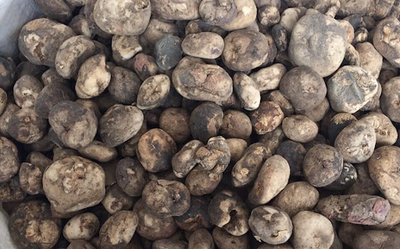 El chuño es un producto alimenticio tradicional de los Andes, elaborado a partir de papas mediante un proceso de deshidratación y conservación