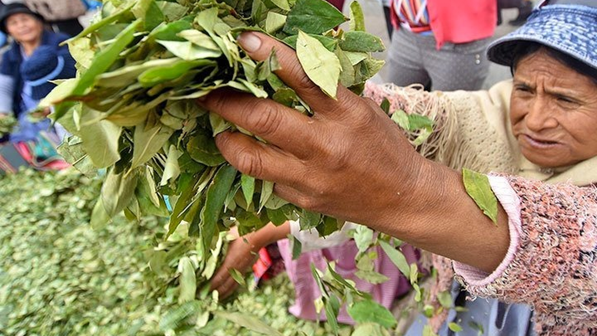 Actividades en el Consulado de Bolivia en Jujuy por el Día del Acullico