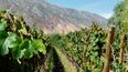 Vendimia de bodega El Bayeh.