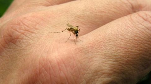 Todo Jujuy | dengue.jpg
