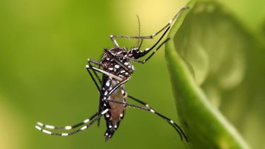 Dengue en Salta: hay más de 6000 mil casos confirmados