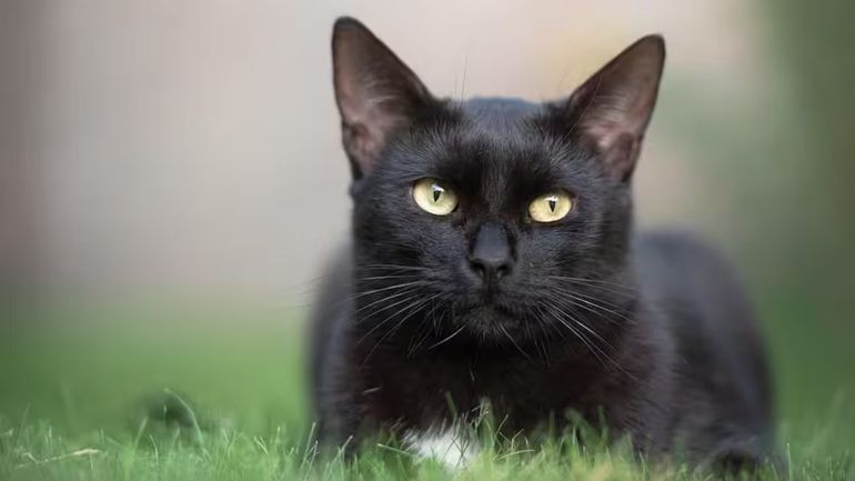 Que significa que un gato negro se meta a tu casa