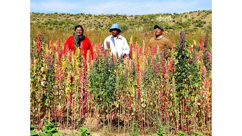 Productores de quinua