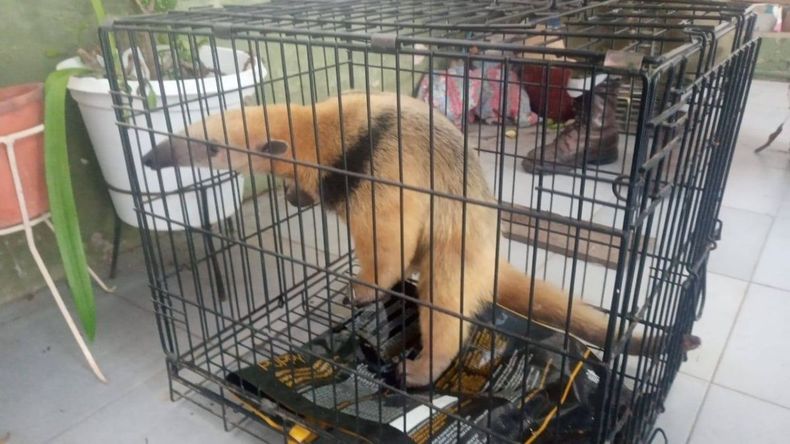 Libertador: encontraron un oso melero en una casa