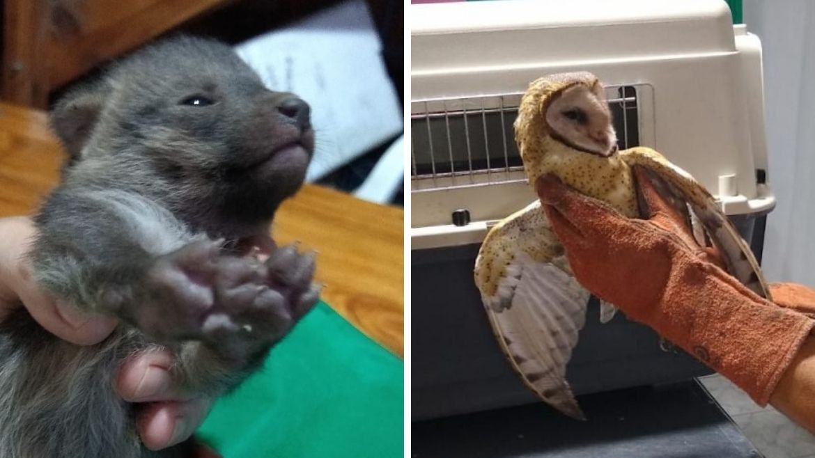 Todo Jujuy | animales.jpg