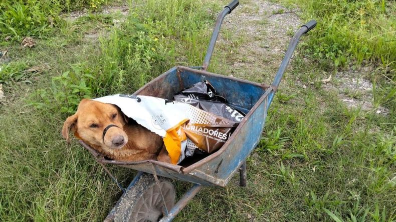 Maltrato animal: dejaron abandonado a un perro en el arroyo Las Martas 