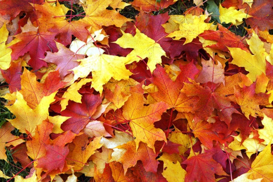 Llegó el otoño