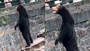 Las personas denuncian que el zoologico pone a personas disfrazadas en lugar de osos.