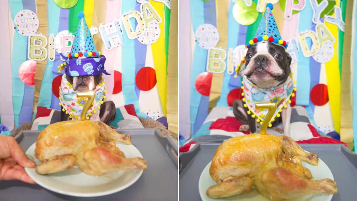 El perro celebró su séptimo cumpleaños con una fiesta que incluyó un pollo al horno.