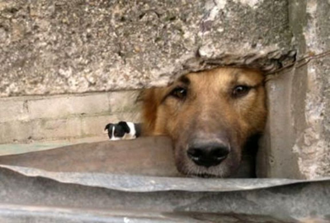 Perro